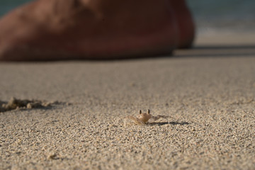 little crab on beach sand