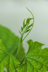 Bitter gourd vine with a new leaf is growing between 2 big leaves.