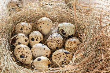Naklejka na ściany i meble Several quail eggs in a decorative nest made of straw on a wooden table