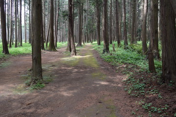 遊歩道 森林公園
