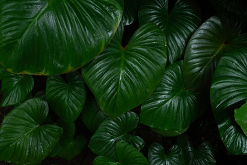 Creative layout, tropical rainforest foliage plants bushes dark green leaves.
