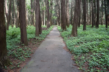 Fototapeta na wymiar 遊歩道 森林公園