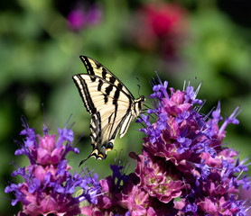butterfly on flower