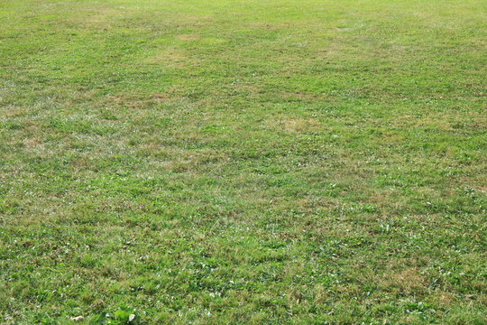 Green Grass Background Full Frame View