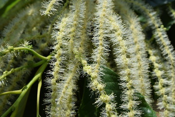 栗の花 白く長い個性的な花