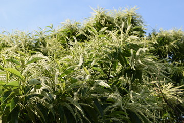 栗の花 白く長い個性的な花