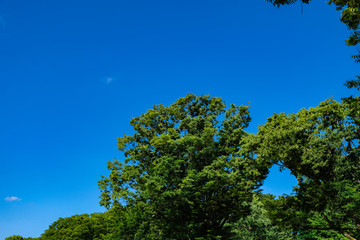 【東京都】夏の上野公園