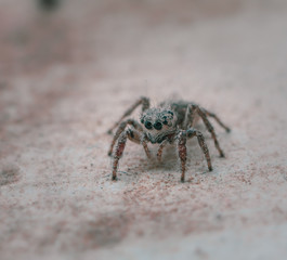 Isolated little Jumping Spider