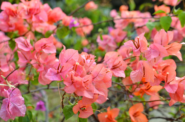 Red Bougainvillea in the garden park in the city