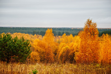 Fototapeta premium Autumn forest on cloudy day. Beautiful yellow trees.