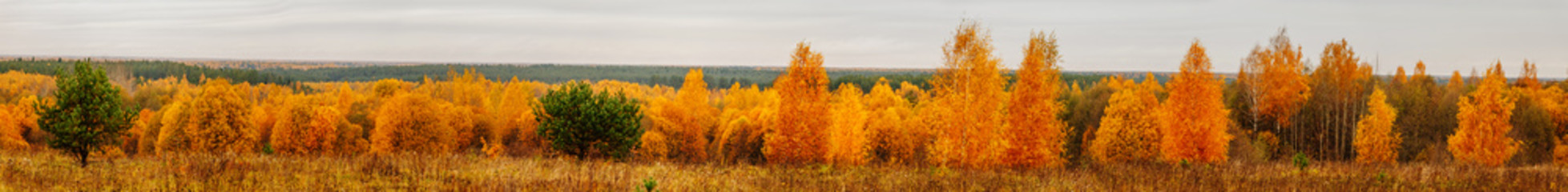 Beautiful yellow trees. Autumn forest on cloudy day. Panoramic landscape.