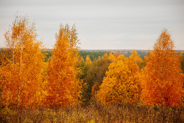 Fototapeta premium Autumn forest on cloudy day. Beautiful yellow trees.
