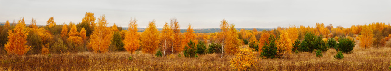 Beautiful yellow trees. Autumn forest on cloudy day. Panoramic landscape.