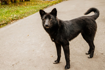 Cute domestic black dog with careful look.