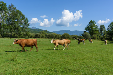 Fototapeta premium Cows grazing on a green summer meadow