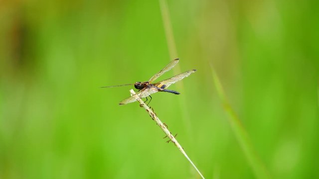 Rhyothemis phyllis (Yellow-barred flutterer) perching in the grass. It is a species of Odonata in the family skimmers. It is associated with freshwater habitat.
