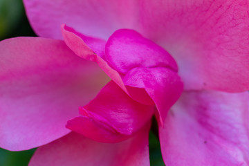 Fototapeta na wymiar Pink Flowers