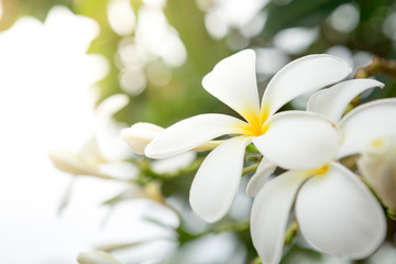 Plumeria on natural blurred and bokeh background  with sunlight