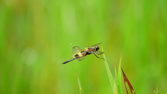 Rhyothemis phyllis (Yellow-barred flutterer) perching in the grass. It is a species of Odonata in the family skimmers. It is associated with freshwater habitat.

