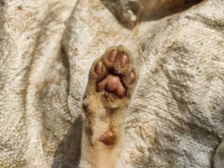 A small cat foot close up shot in the daytime.
