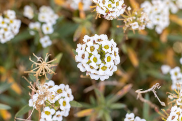 White flowers