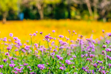Colorfully verbena flowers and yellow cosmos flowers