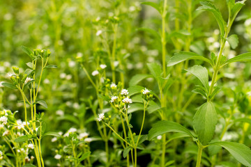 Fototapeta na wymiar Stevia flowers blooming