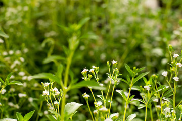 Stevia flowers blooming
