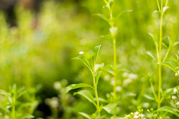 Stevia trees and Stevia flowers