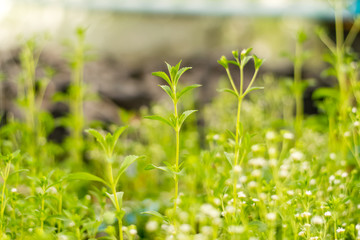 Stevia trees and Stevia flowers
