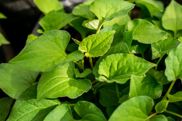 Plu Kaow herbs plant leaves