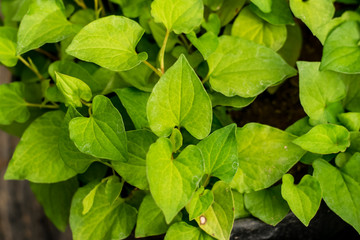 Plu Kaow herbs plant leaves