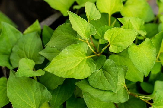 Plu Kaow herbs plant leaves