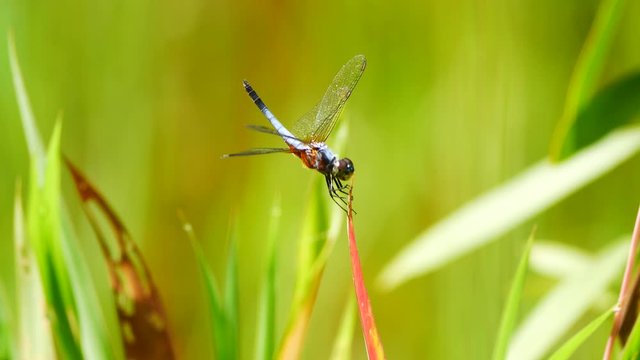 Brachydiplax chalybea (Blue dasher) adult male perching. Brachydiplax chalybea is a species of dragonfly in the family Libellulidae. It is known by the common names yellow-patched lieutenant.