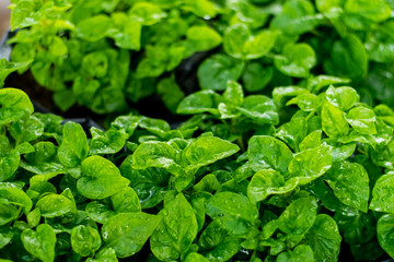 Fresh green Brazilian spinach plant
