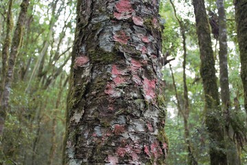 líquen de araucária 