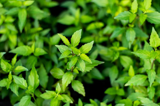 Orthosiphon aristatus green leaf