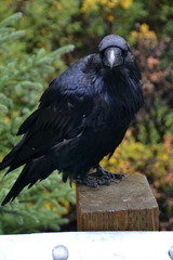 Fototapeta premium A Large Raven Perched on a Post
