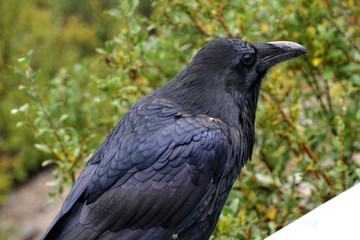 Raven on a Post