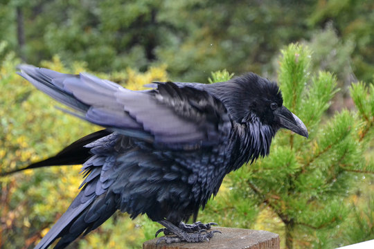 A Raven Ruffling its Feathers