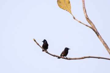 Red-Vented Bulbul