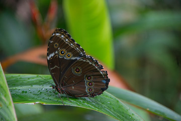 mariposa, ojo, insecto, close-up, agua
