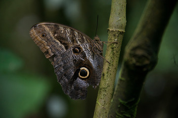 mariposa, ojo, insecto, close-up, árbol
