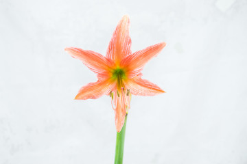 blooming amaryllis flower