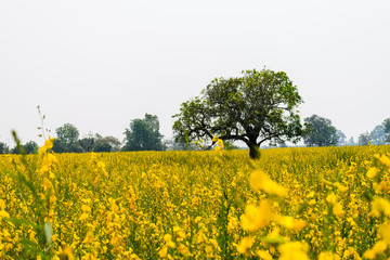 Obraz premium Crotalaria juncea in the field