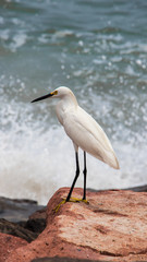 Garza en la orilla del mar en el océano pacífico