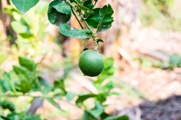 fresh lemon on tree