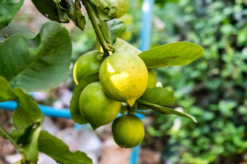 fresh lemon on tree