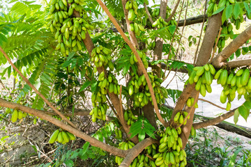 Averrhoa bilimbi fruit