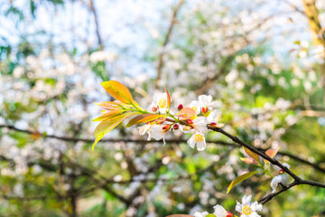 Guttiferae flower blossom